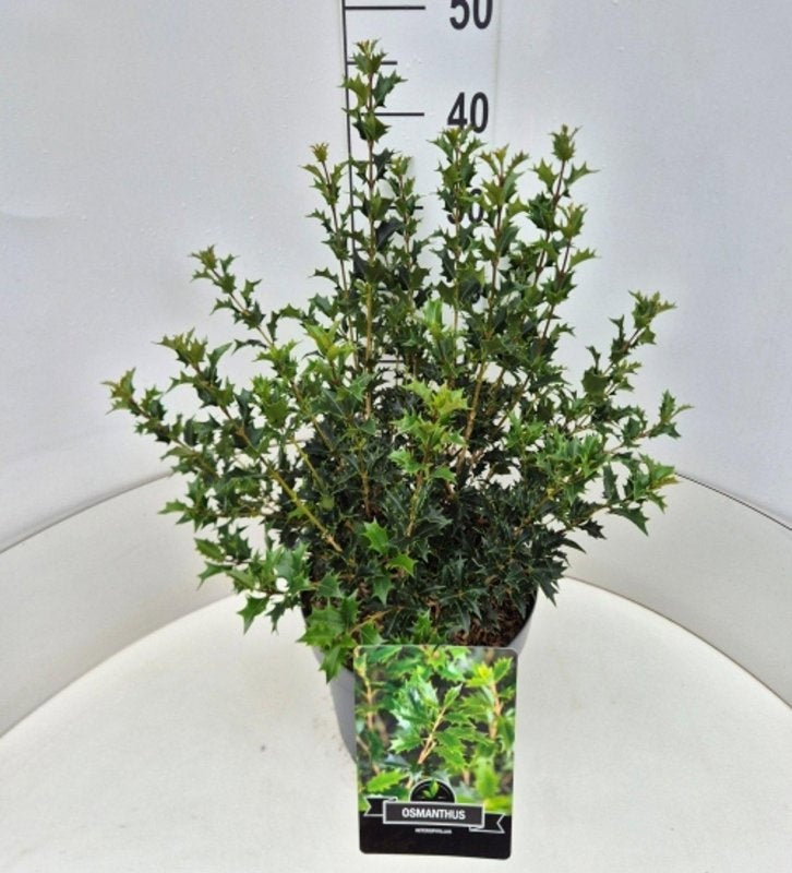 
                  
                    Osmanthus heterophyllus  — hauteur 70 cm, illustration du format vendu par lot de 16 plantes
                  
                