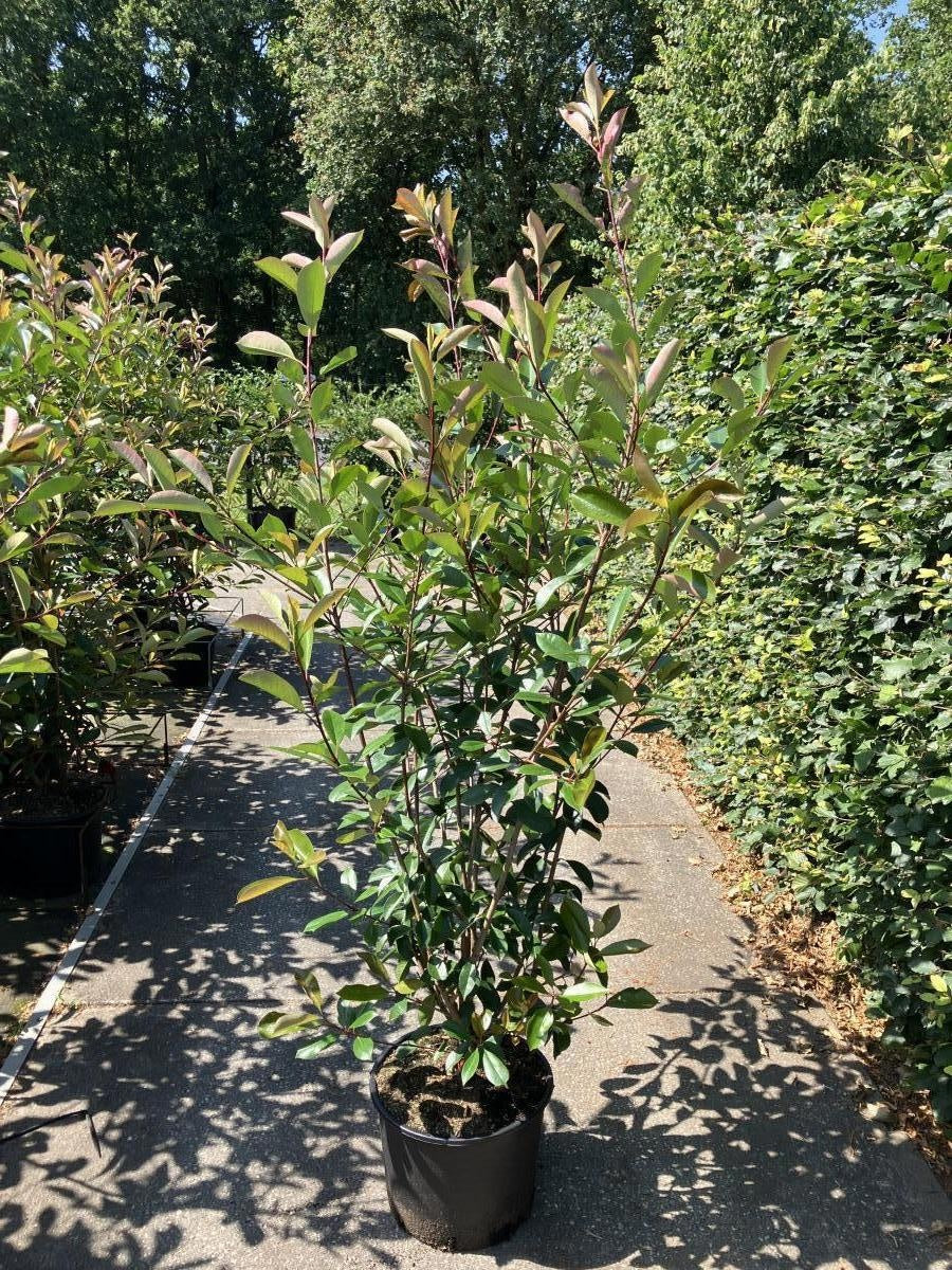 
                  
                    Photinia Red Robin buissonnant — hauteur 220 cm, illustration du format vendu par lot de 4 plantes
                  
                