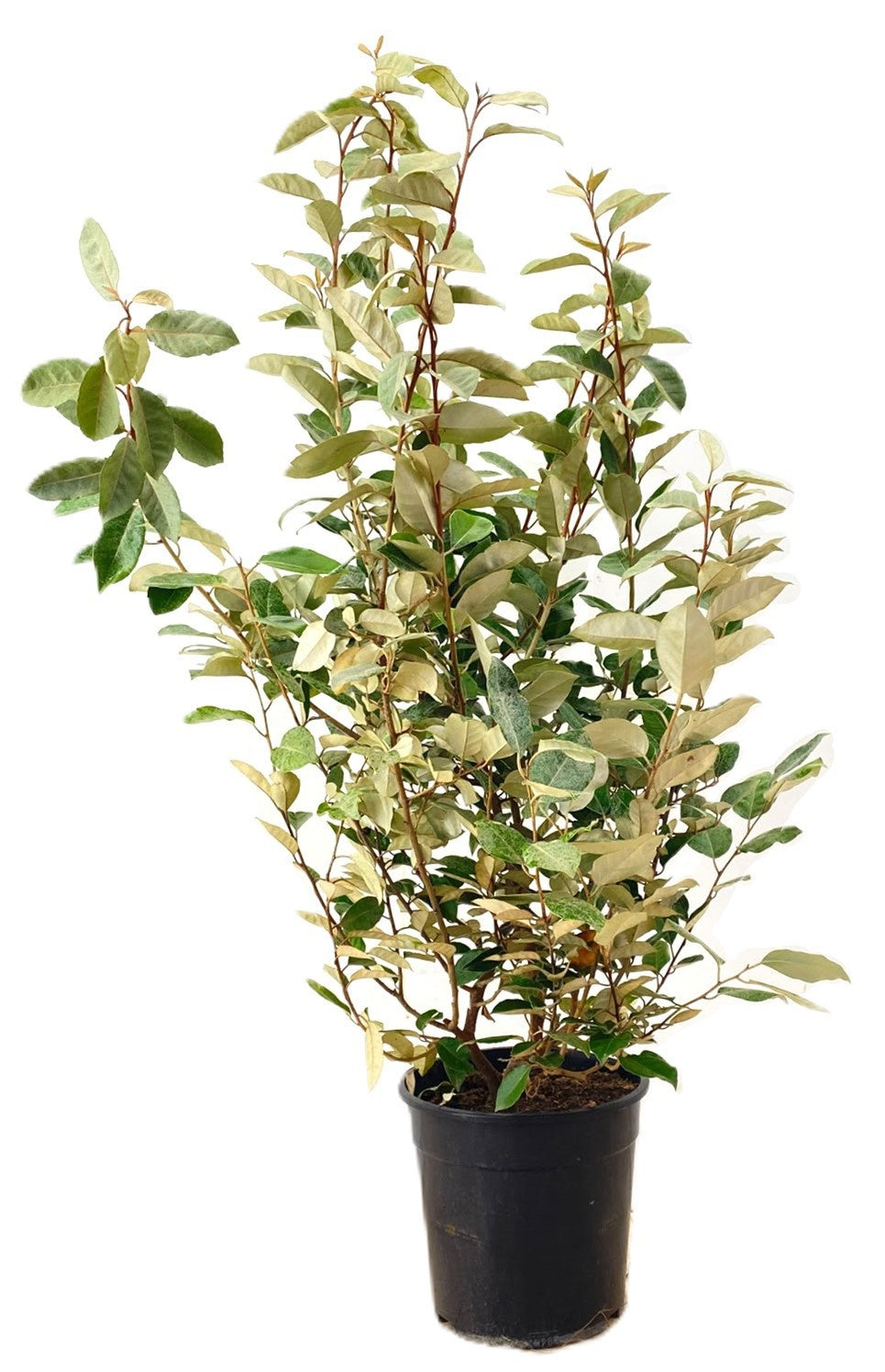 
                  
                    Elaeagnus ebbingei Compacta Buisson — hauteur 110 cm, illustration du format vendu par lot de 15 plantes
                  
                