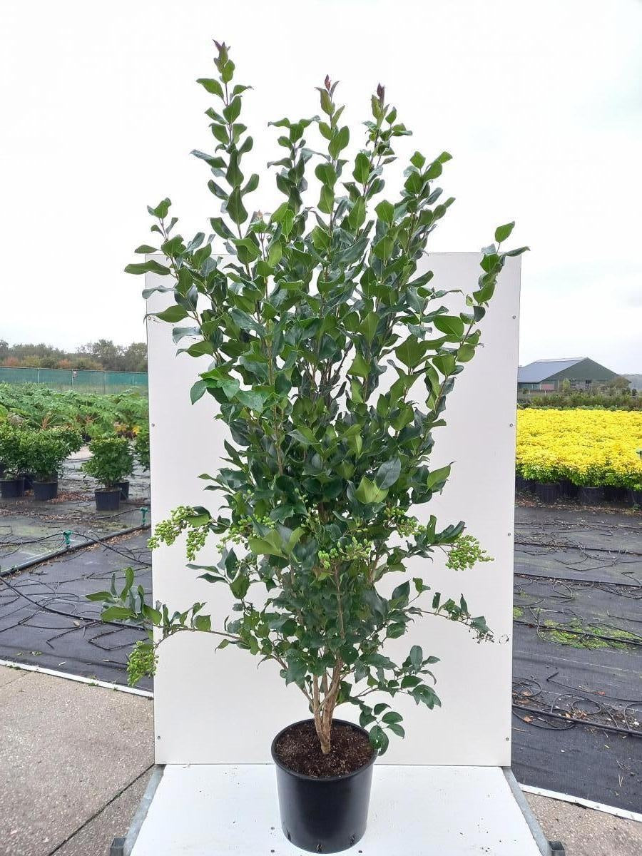 
                  
                    Troène du Japon Texanum buissonnant — hauteur 190 cm, illustration du format vendu par lot de 4 plantes
                  
                