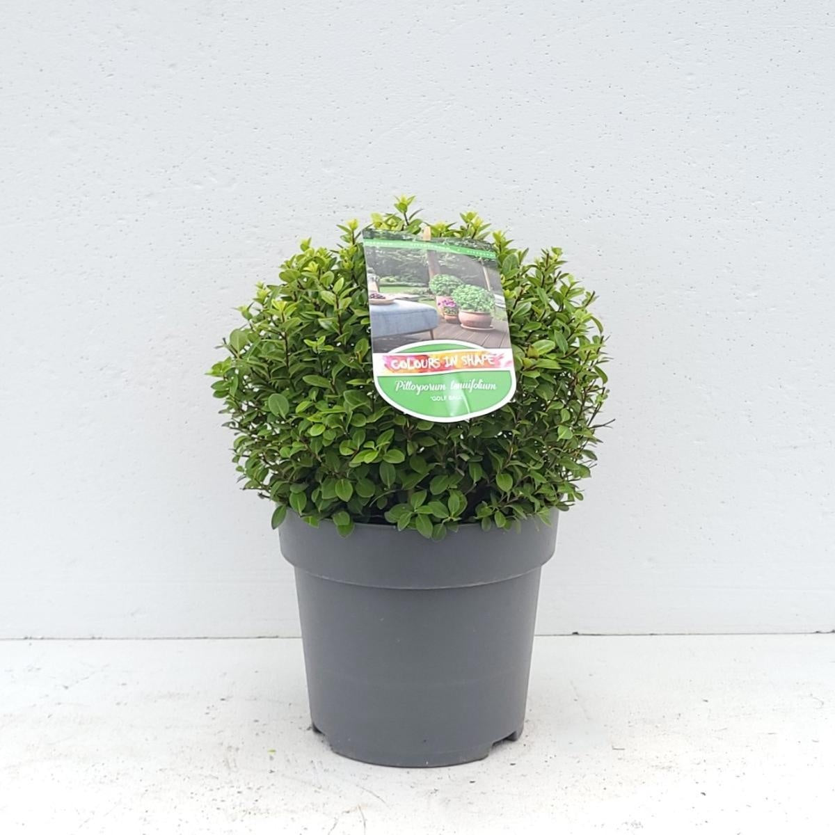 Pittosporum tenuifolium 'Golf Ball', hauteur 35 cm pot compris, pot Ø 23 cm — sujet représentatif du lot de 25 plantes