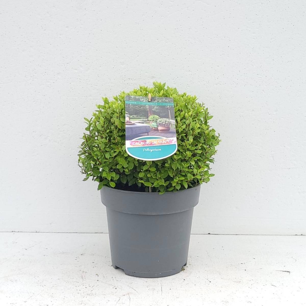 
                  
                    Pittosporum tenuifolium 'Midget', hauteur 35 cm pot compris, pot Ø 23 cm — sujet représentatif du lot de 25 plantes
                  
                