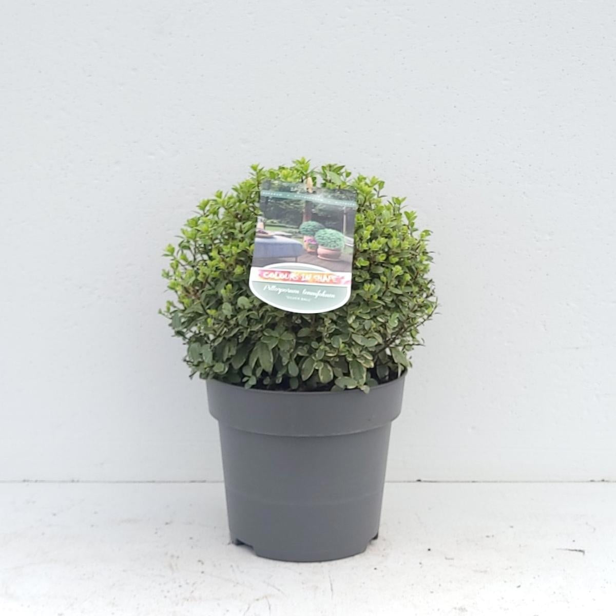 
                  
                    Pittosporum tenuifolium 'Silver Ball', hauteur 35 cm pot compris, pot Ø 23 cm — sujet représentatif du lot de 25 plantes
                  
                