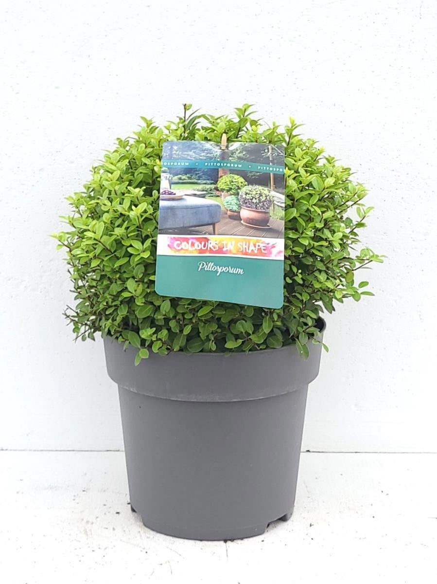 
                  
                    Pittosporum tenuifolium 'Midget', hauteur 50 cm pot compris, pot Ø 29 cm — sujet représentatif du lot de 14 plantes
                  
                