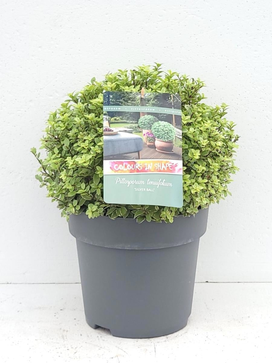 
                  
                    Pittosporum tenuifolium 'Silver Ball', hauteur 35 cm pot compris, pot Ø 29 cm — sujet représentatif du lot de 14 plantes
                  
                