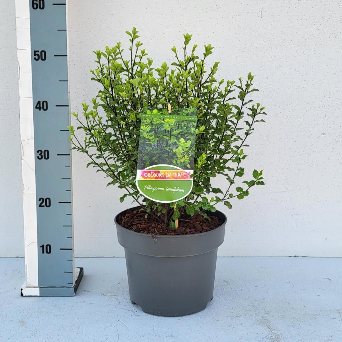 Pittosporum tenuifolium, hauteur 50 cm pot compris, pot Ø 23 cm — sujet représentatif du lot de 27 plantes
