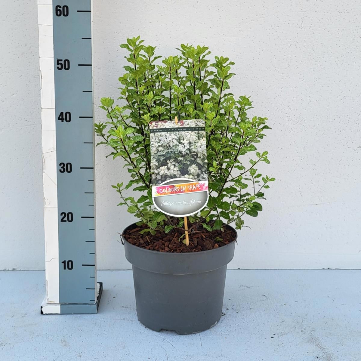 Pittosporum tenuifolium 'Irene Paterson', hauteur 45 cm pot compris, pot Ø 23 cm — sujet représentatif du lot de 27 plantes