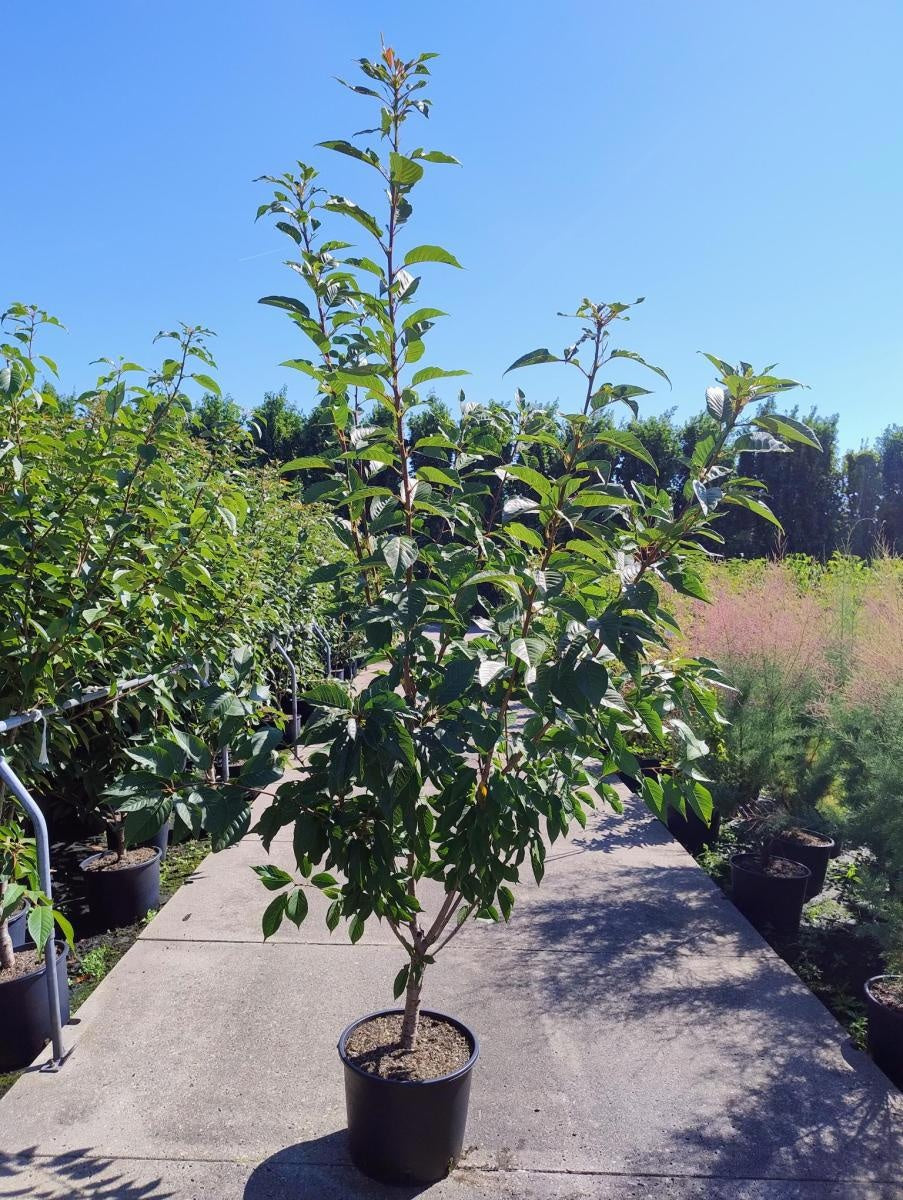 Prunus serrulata 'Kanzan', hauteur indicative 230 cm pot compris, en pot de culture de 40 cm — photographie fournisseur d’un plant représentatif du lot de 5 plantes