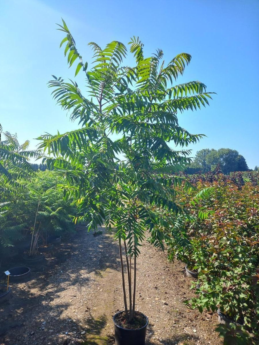 Rhus typhina, hauteur indicative 175 cm pot compris, en pot de culture de 40 cm — photographie fournisseur d’un plant représentatif du lot de 5 plantes