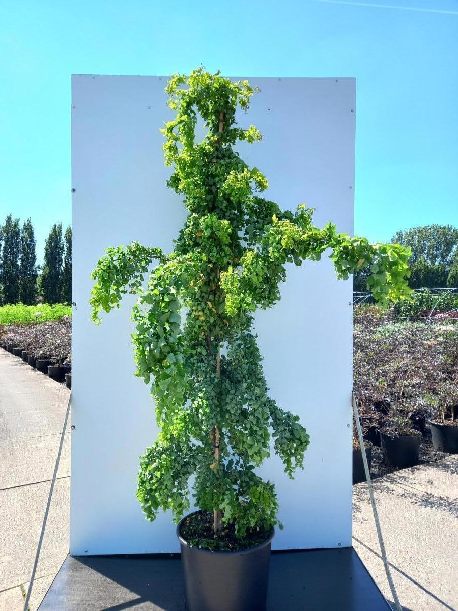 Robinia pseudoacacia 'Twisty Baby', hauteur indicative 200 cm pot compris, en pot de culture de 40 cm — photographie fournisseur d’un plant représentatif du lot de 4 plantes
