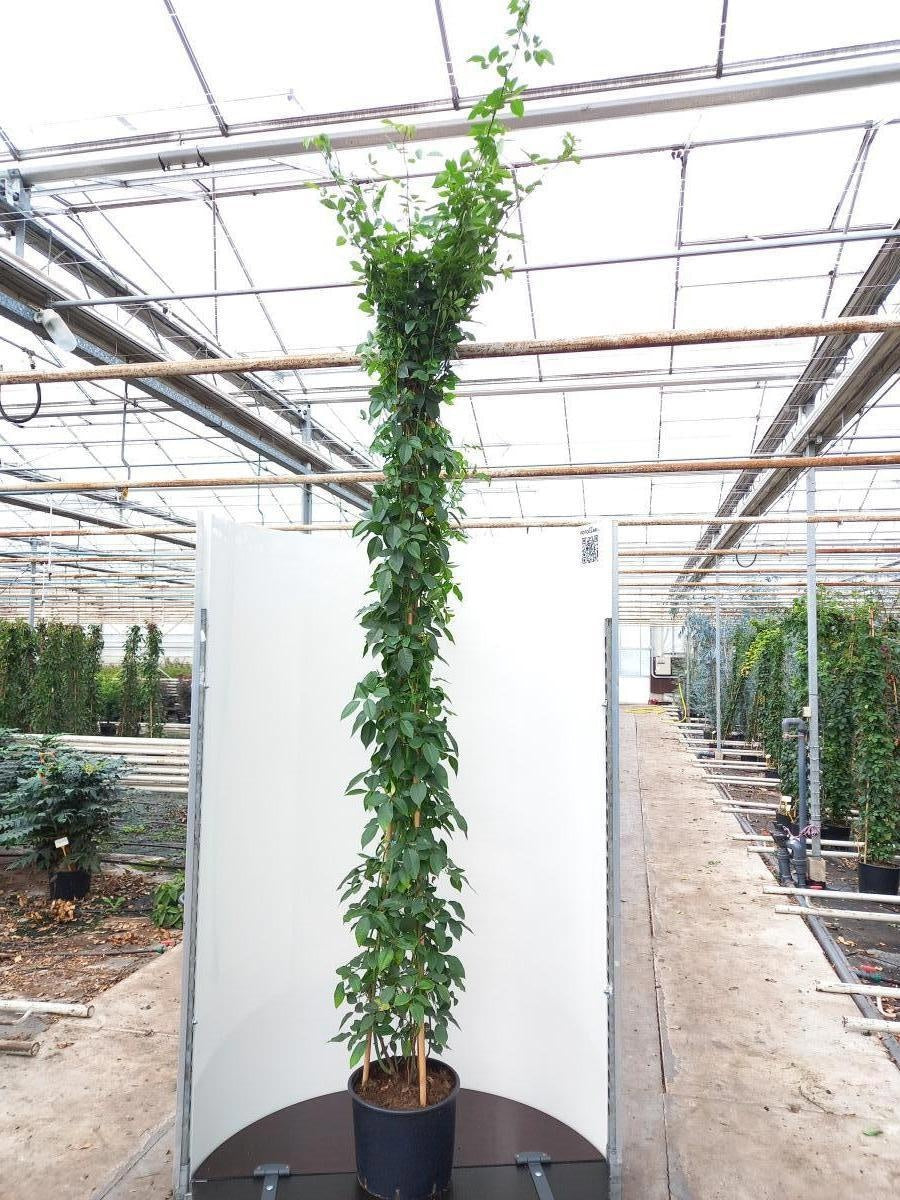Rosa 'Climbing Snow Princess', hauteur indicative 250 cm pot compris, en pot de culture de 40 cm — photographie fournisseur d’un plant représentatif du lot de 5 plantes