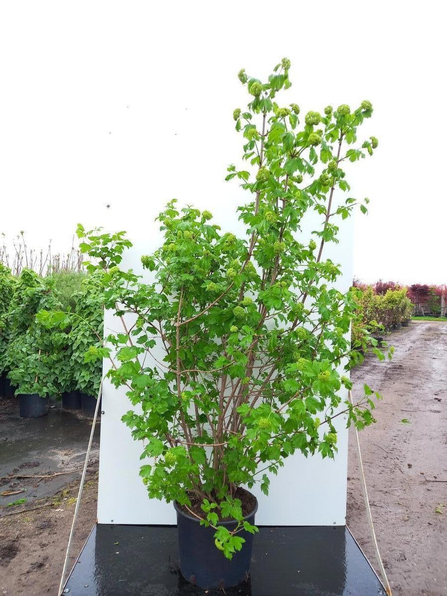 Viburnum opulus 'Roseum', hauteur indicative 150 cm pot compris, en pot de culture de 40 cm — photographie fournisseur d’un plant représentatif du lot de 5 plantes