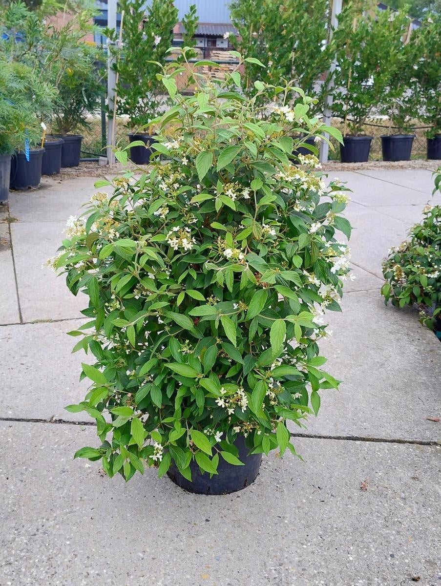 Viburnum plicatum 'Summer Snowflake', hauteur indicative 120 cm pot compris, en pot de culture de 40 cm — photographie fournisseur d’un plant représentatif du lot de 4 plantes