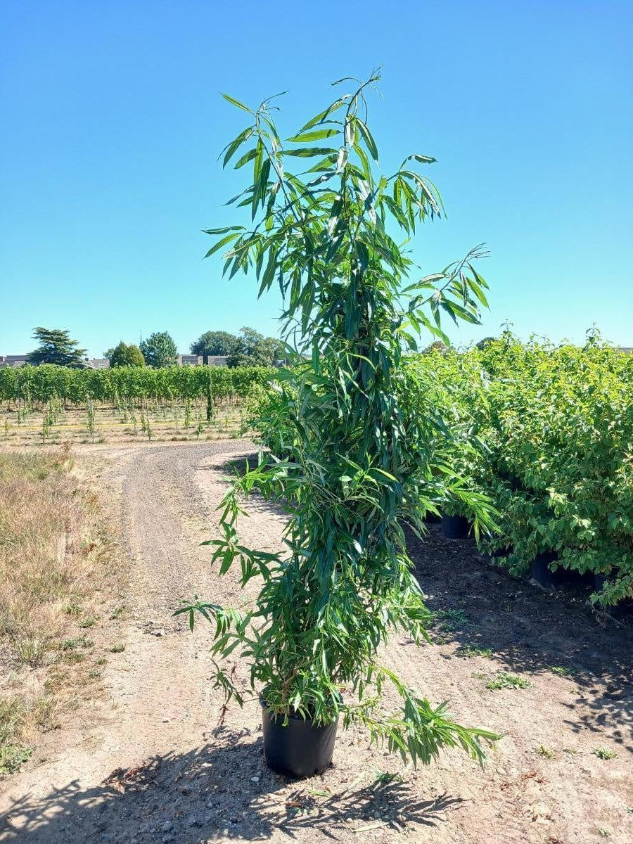 Salix udensis 'Sekka', hauteur indicative 220 cm pot compris, en pot de culture de 40 cm — photographie fournisseur d’un plant représentatif du lot de 6 plantes