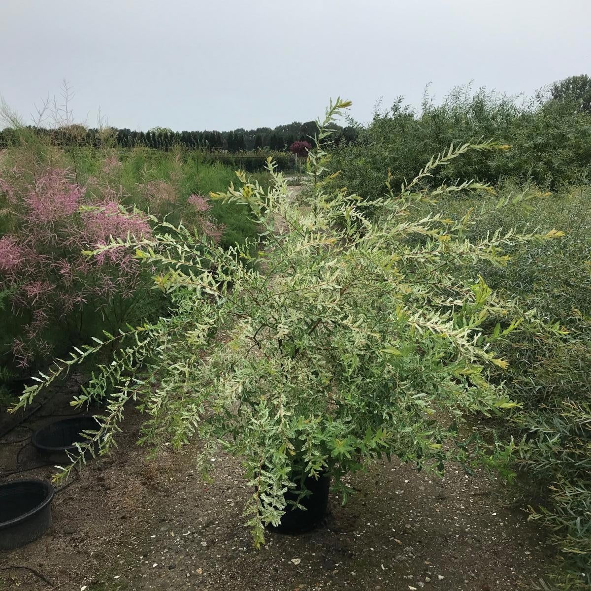 Salix integra 'Hakuro-nishiki', hauteur indicative 150 cm pot compris, en pot de culture de 40 cm — photographie fournisseur d’un plant représentatif du lot de 6 plantes