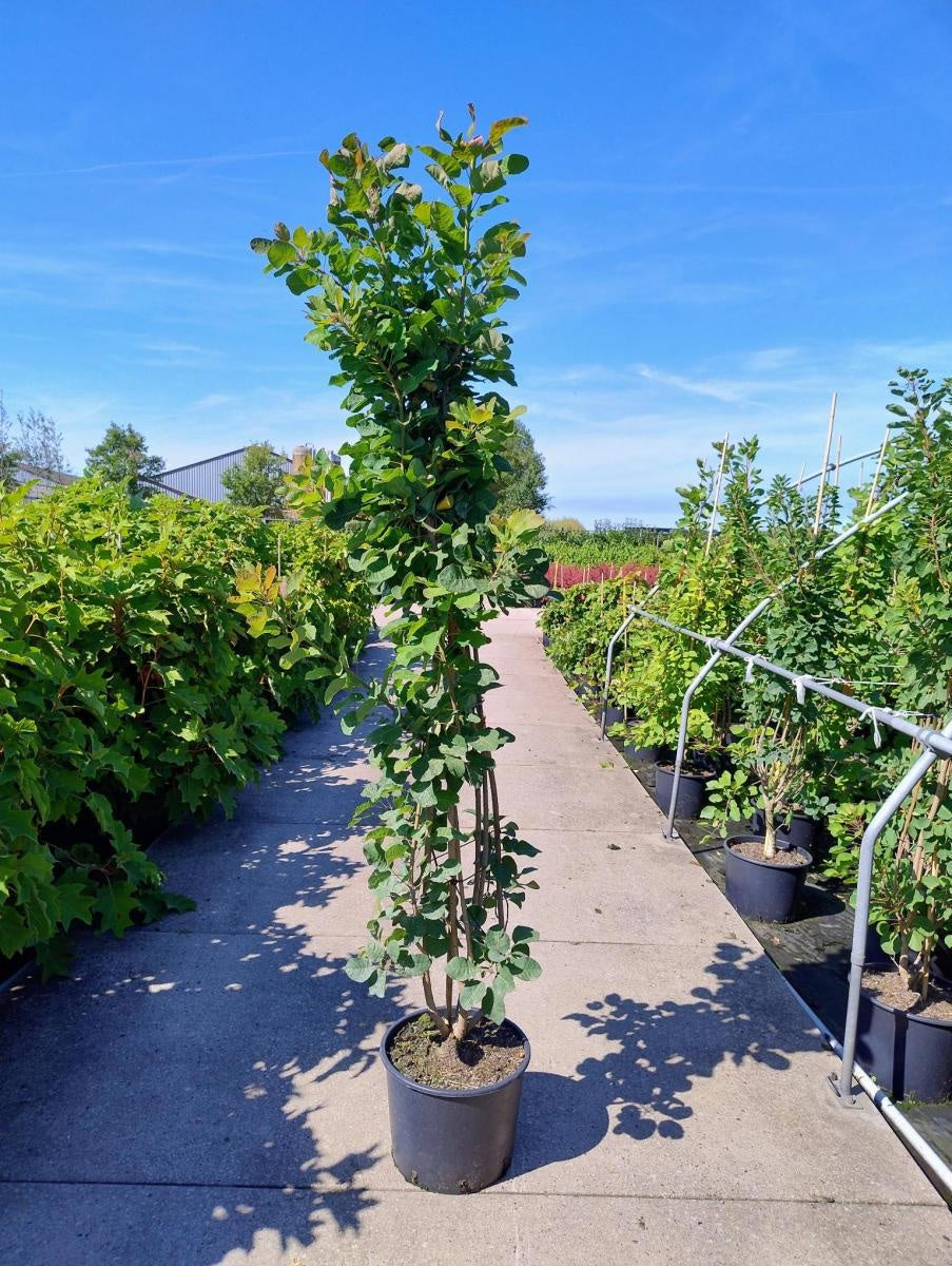 Cotinus coggygria, hauteur indicative 175 cm pot compris, en pot de culture de 40 cm — photographie fournisseur d’un plant représentatif du lot de 4 plantes