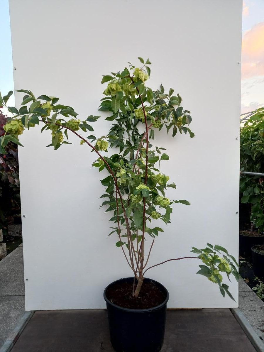 Ptelea trifoliata, hauteur indicative 270 cm pot compris, pot de culture Ø 40 cm — photographie fournisseur d’un plant représentatif du lot de 3 plantes
