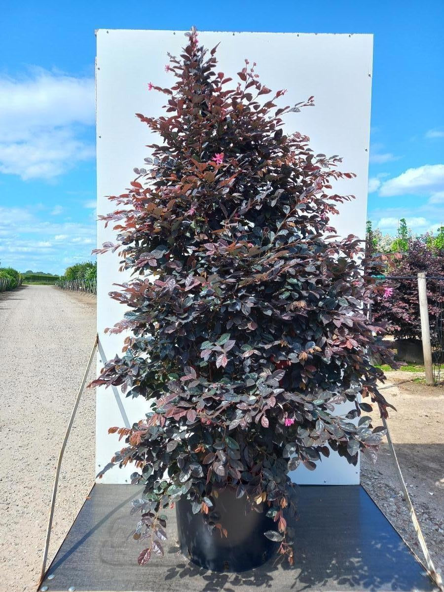Loropetalum chinense 'Fire Dance', hauteur indicative 170 cm pot compris, pot de culture Ø 50 cm — photographie fournisseur d’un plant représentatif du lot de 3 plantes