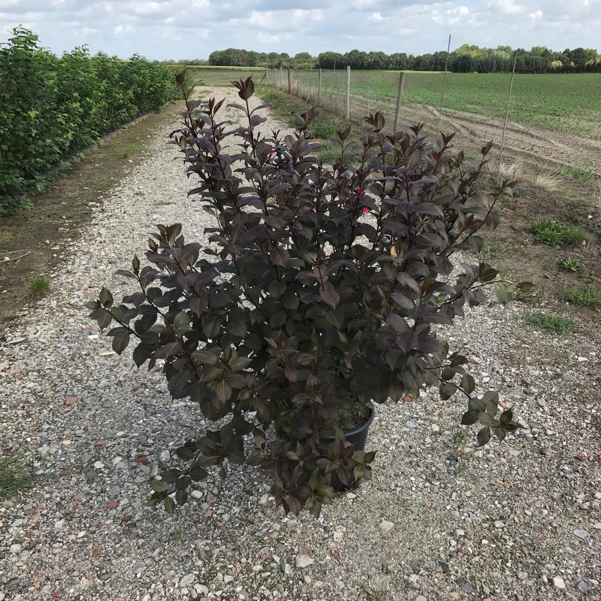 Weigela florida 'Victoria', hauteur indicative 150 cm pot compris, pot de culture Ø 40 cm — photographie fournisseur d’un plant représentatif du lot de 6 plantes