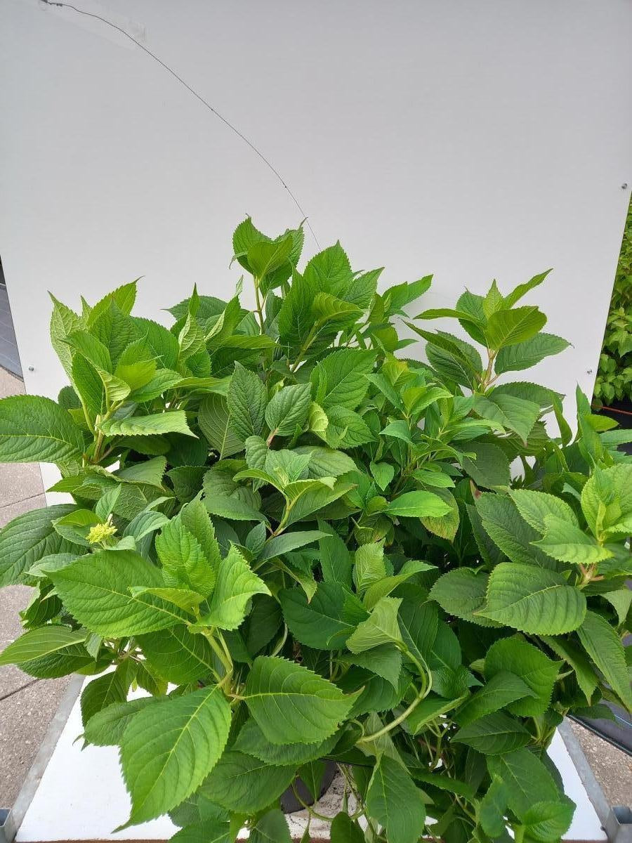 Hydrangea macrophylla 'Nikko Blue', hauteur indicative 120 cm pot compris, pot de culture Ø 40 cm — photographie fournisseur d’un plant représentatif du lot de 5 plantes