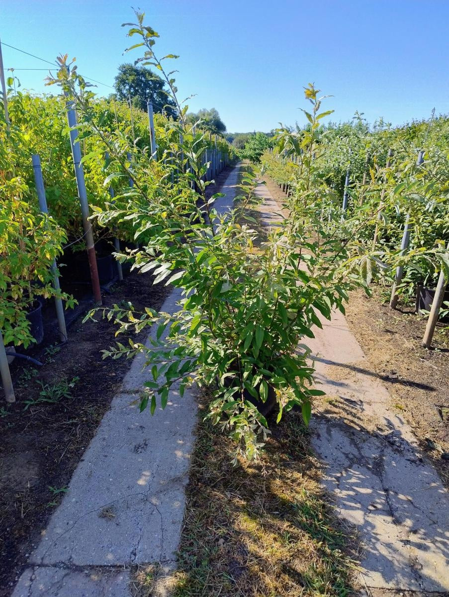 Salix gracilistyla 'Melanostachys', hauteur indicative 200 cm pot compris, pot de culture Ø 40 cm — photographie fournisseur d’un plant représentatif du lot de 5 plantes