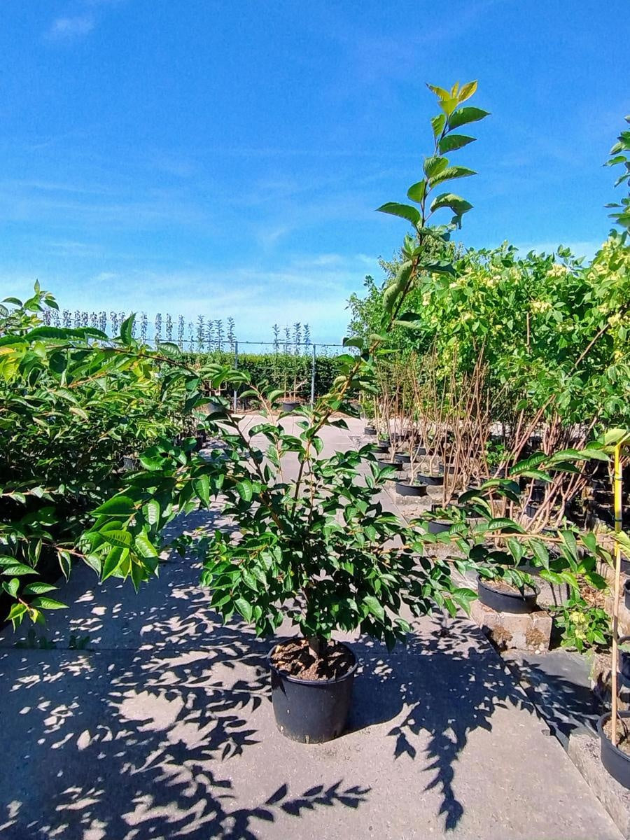Prunus 'Accolade', hauteur indicative 220 cm pot compris, pot de culture Ø 40 cm — photographie fournisseur d’un plant représentatif du lot de 5 plantes