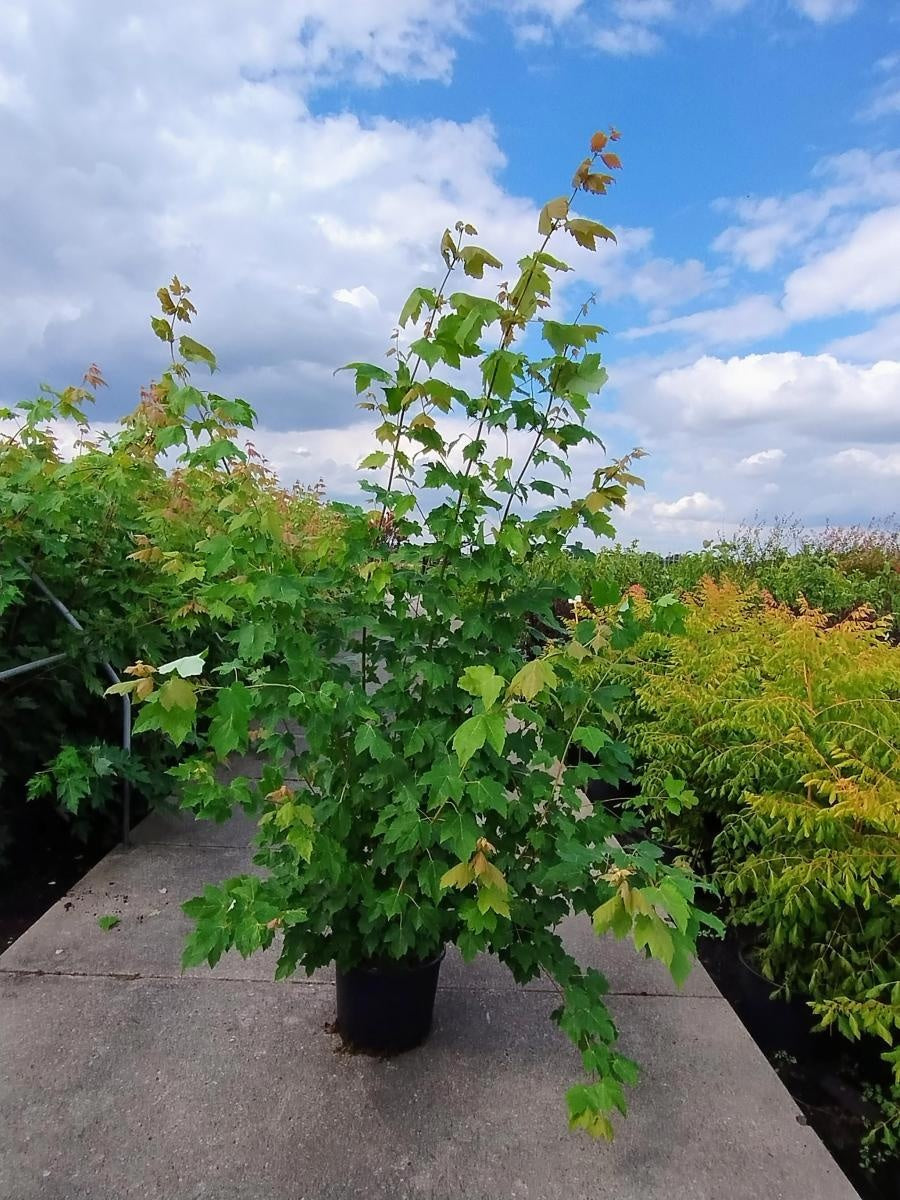 Acer freemanii 'Autumn Blaze', hauteur indicative 220 cm pot compris, pot de culture Ø 40 cm — photographie fournisseur d’un plant représentatif du lot de 4 plantes