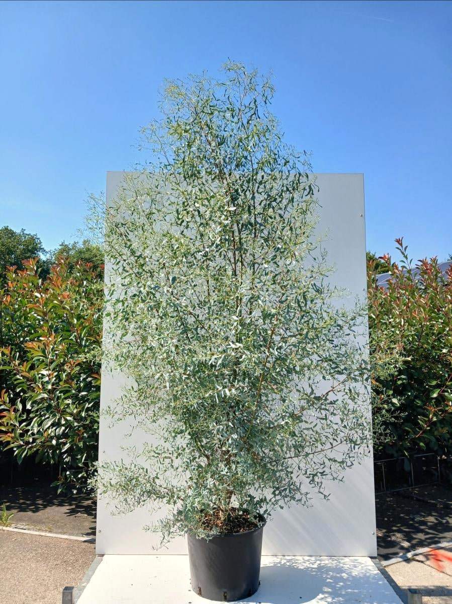 Eucalyptus gunnii 'France Bleu', hauteur indicative 220 cm pot compris, pot de culture Ø 40 cm — photographie fournisseur d’un plant représentatif du lot de 4 plantes