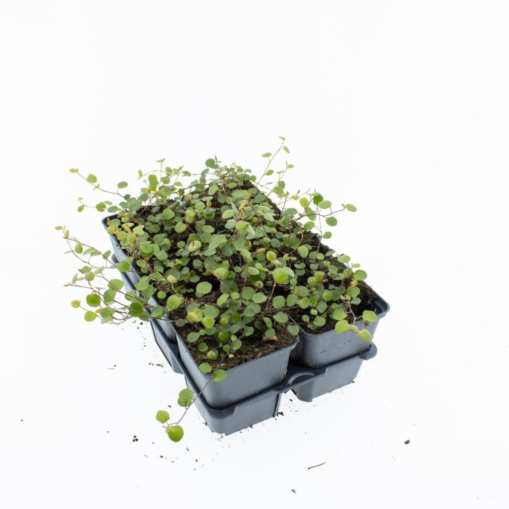 Muehlenbeckia complexa — 20 cm, pot 9 cm — F00014711, photographie fournisseur représentative