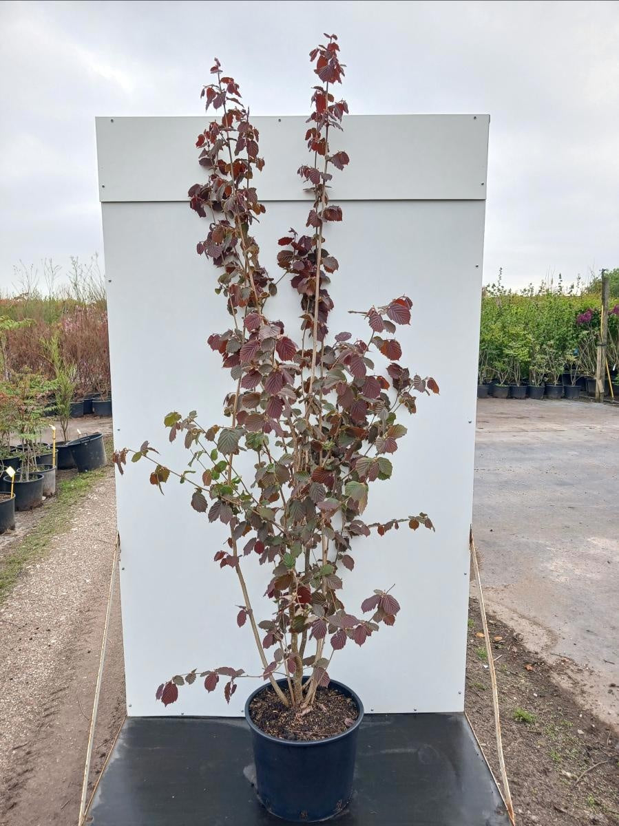 Corylus maxima 'Purpurea', hauteur indicative 220 cm pot compris, pot de culture Ø 40 cm — photographie fournisseur d’un plant représentatif du lot de 4 plantes
