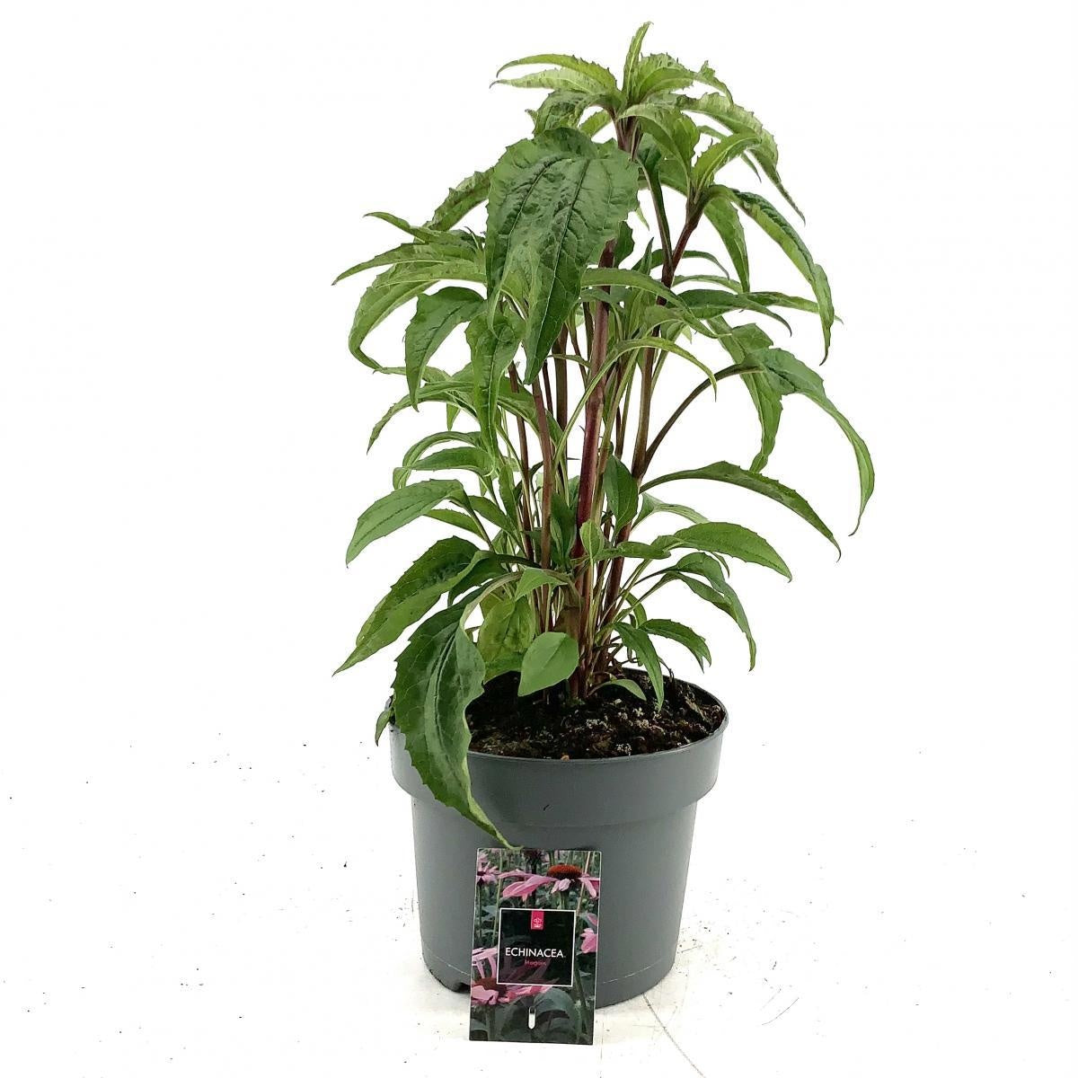 Echinacea purpurea 'Magnus' — 50 cm, pot 23 cm — F00014713, photographie fournisseur représentative