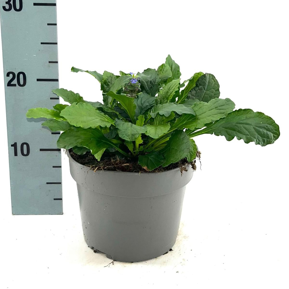 Ajuga reptans — 20 cm, pot 17 cm — F00014715, photographie fournisseur représentative