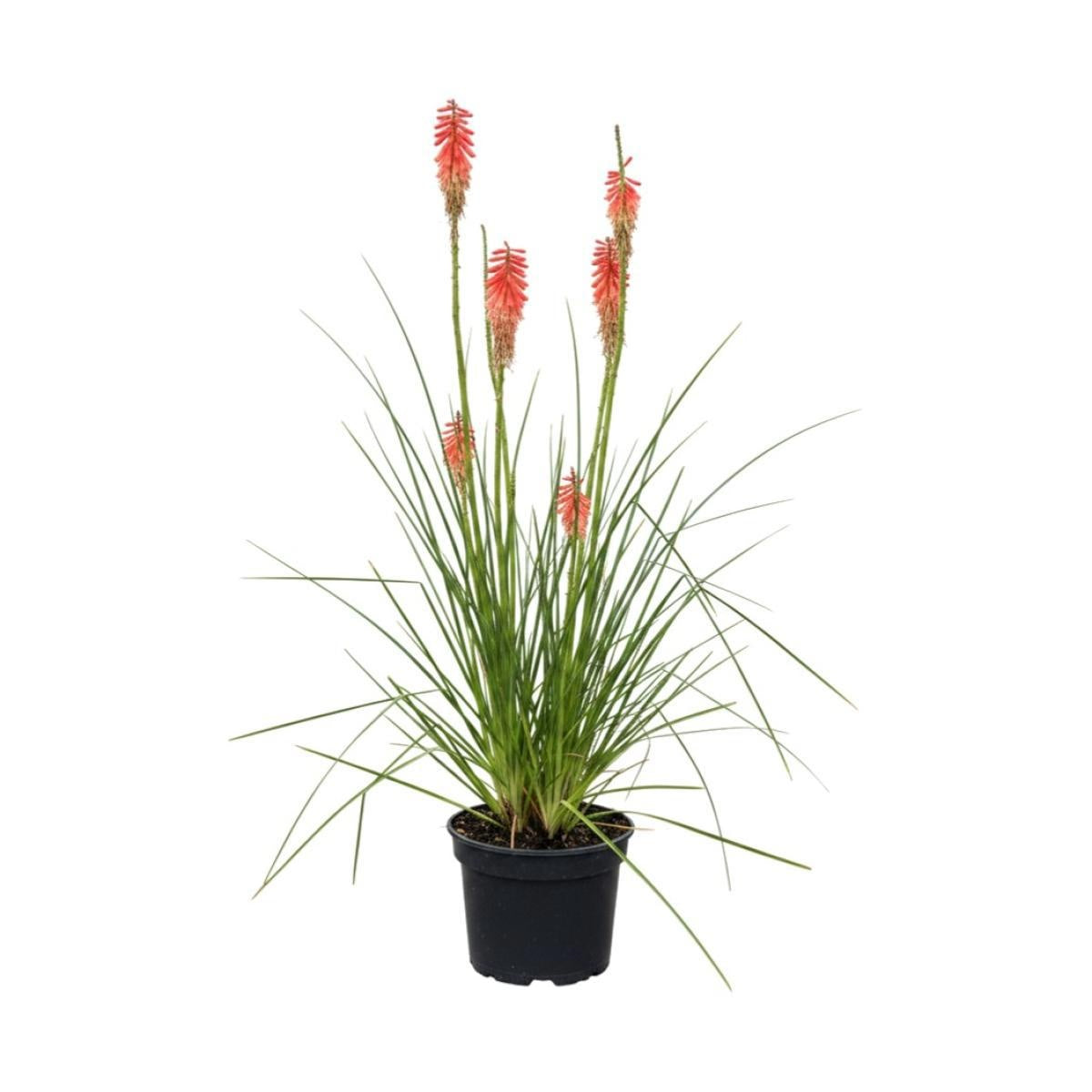 Kniphofia 'Redhot Popsicle' — 50 cm, pot 23 cm — F00014717, photographie fournisseur représentative