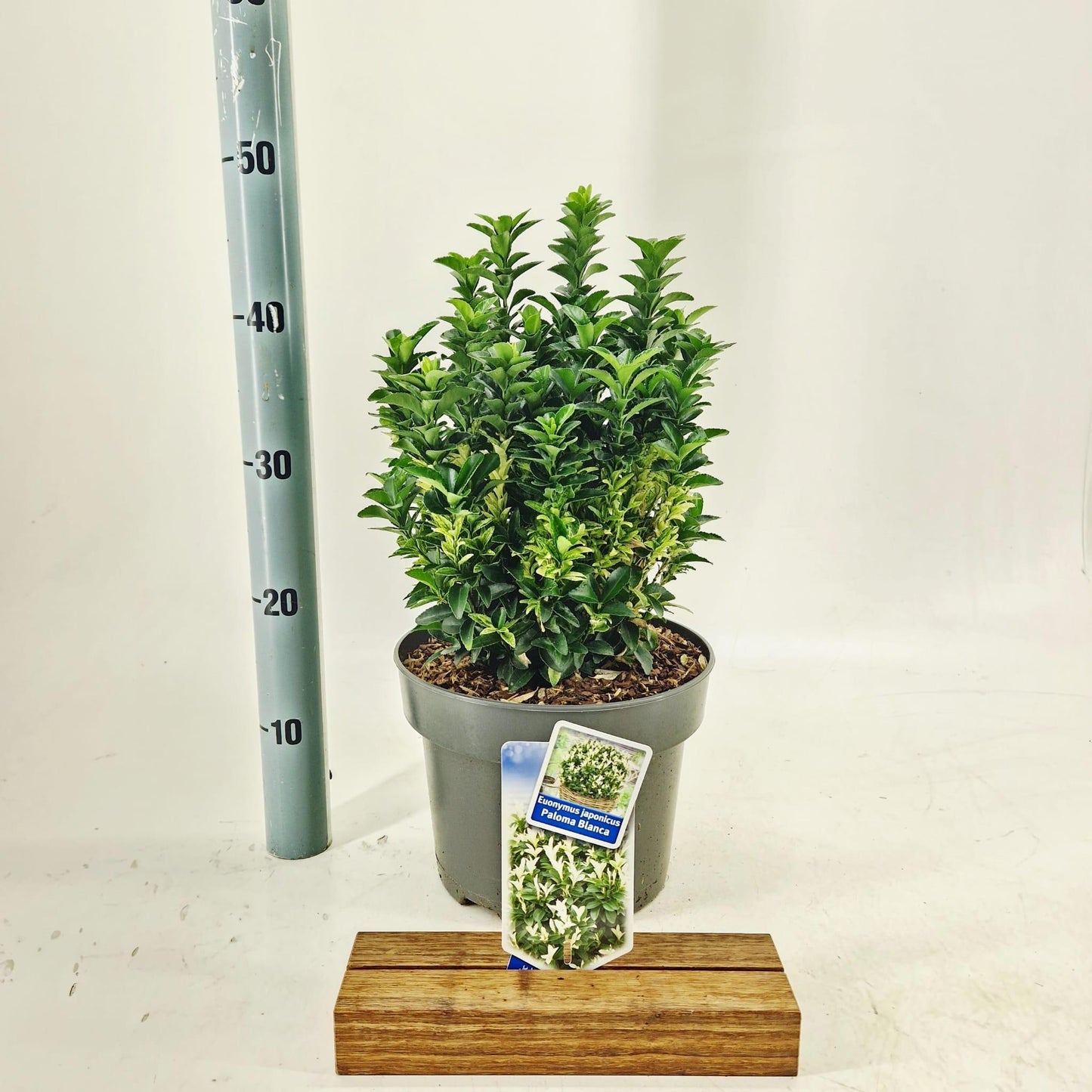 Euonymus japonicus 'Paloma Blanca' — 45 cm, pot 23 cm — F00014738, photographie fournisseur représentative