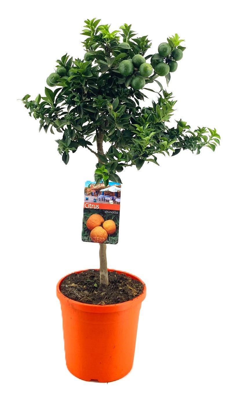 Citrus aurantium 'Chinotto' — 75 cm, pot 21 cm — F00014747, photographie fournisseur représentative