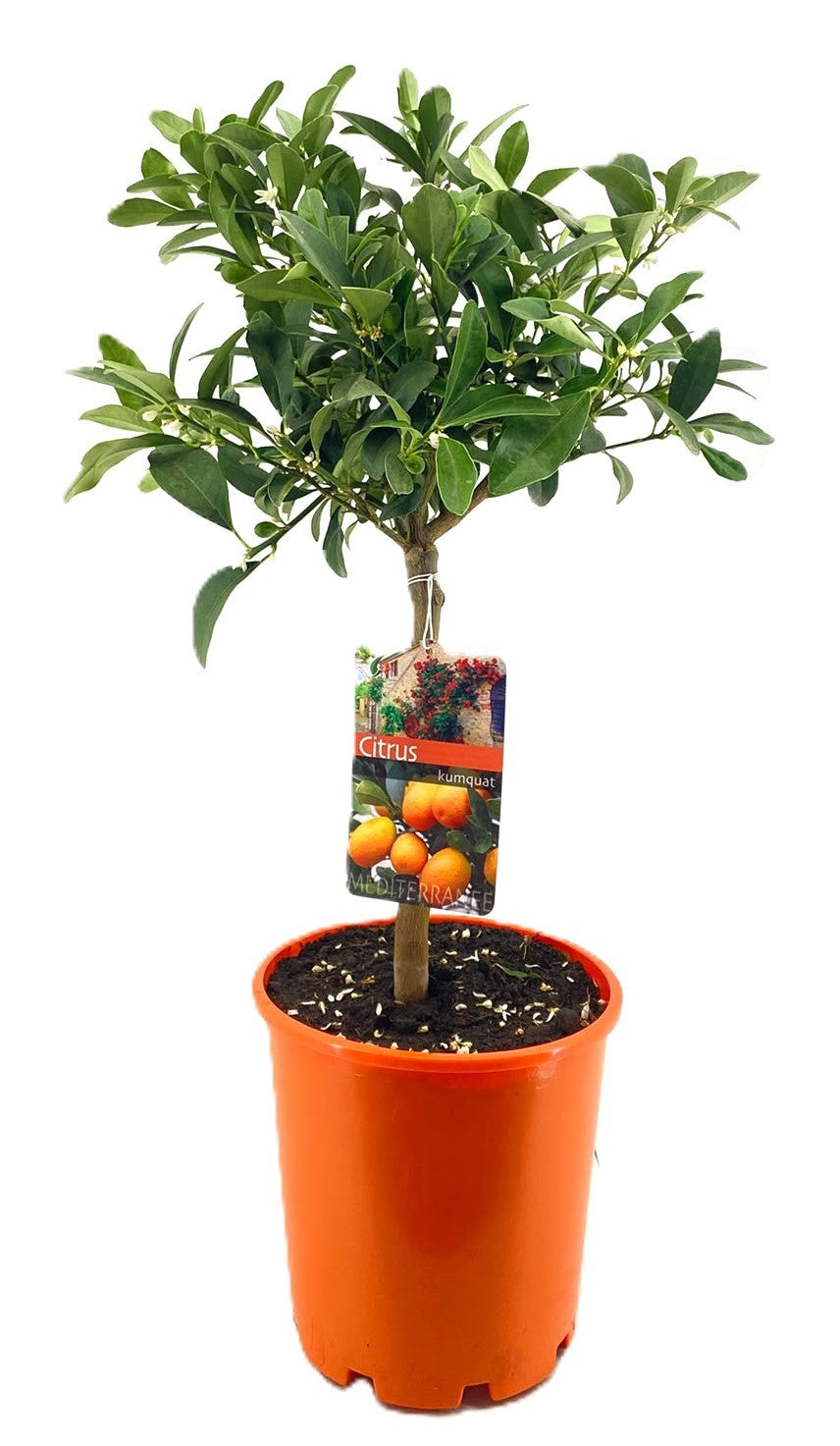 Citrus margarita 'Kumquat' — 65 cm, pot 21 cm — F00014748, photographie fournisseur représentative