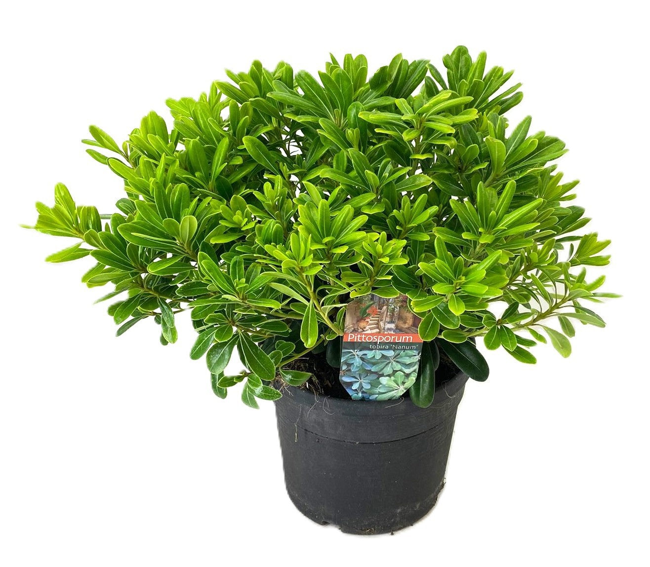 Pittosporum tobira 'Nanum' — 35 cm, pot 19 cm — F00014749, photographie fournisseur représentative