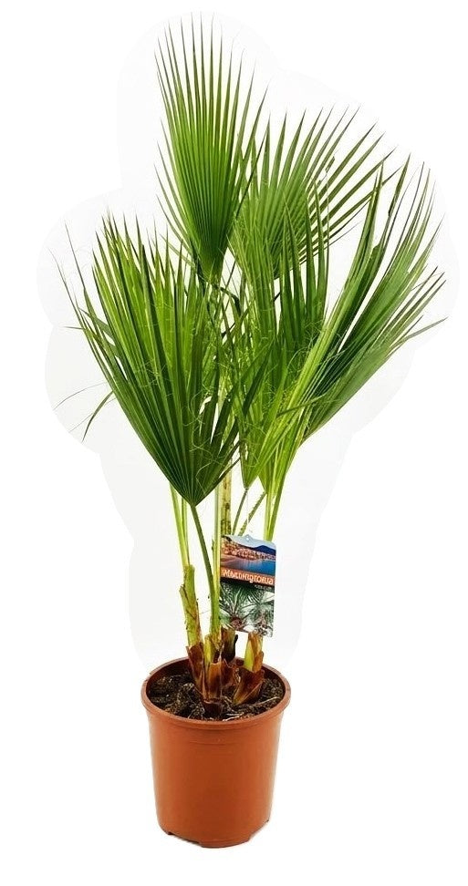 Washingtonia robusta — 130 cm, pot 27 cm — F00014752, photographie fournisseur représentative