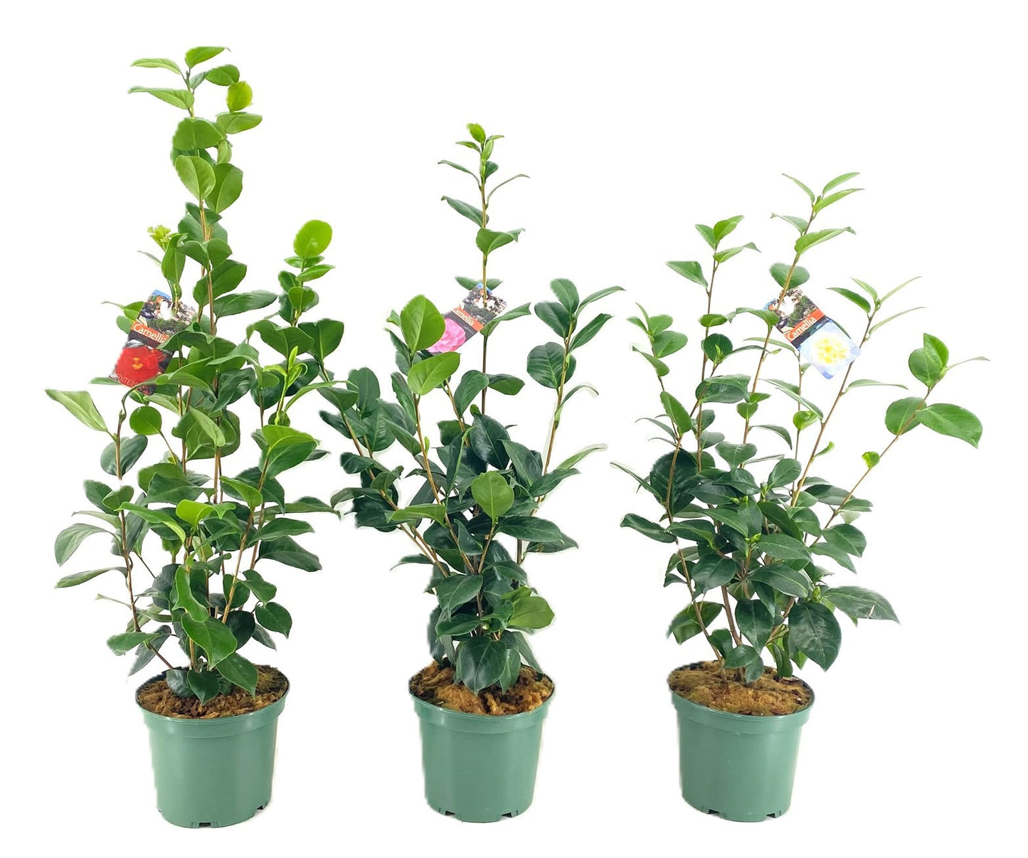 
                  
                    Camellia japonica — 70 cm, pot 19 cm — F00014753, photographie fournisseur représentative
                  
                
