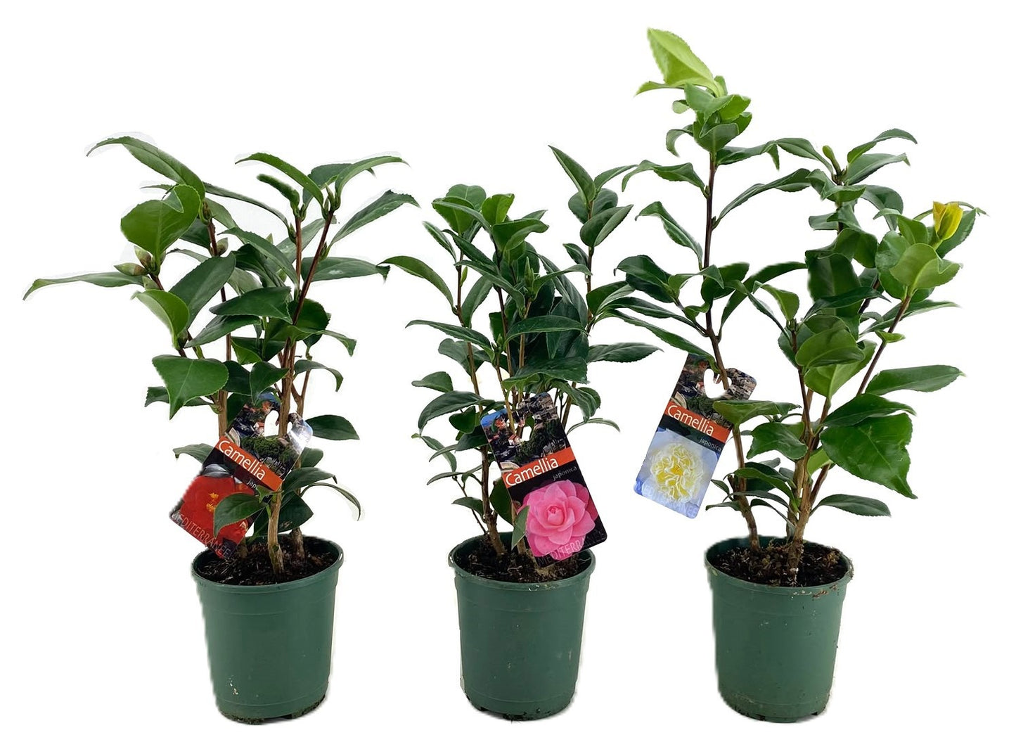 
                  
                    Camellia japonica — 40 cm, pot 12 cm — F00014754, photographie fournisseur représentative
                  
                