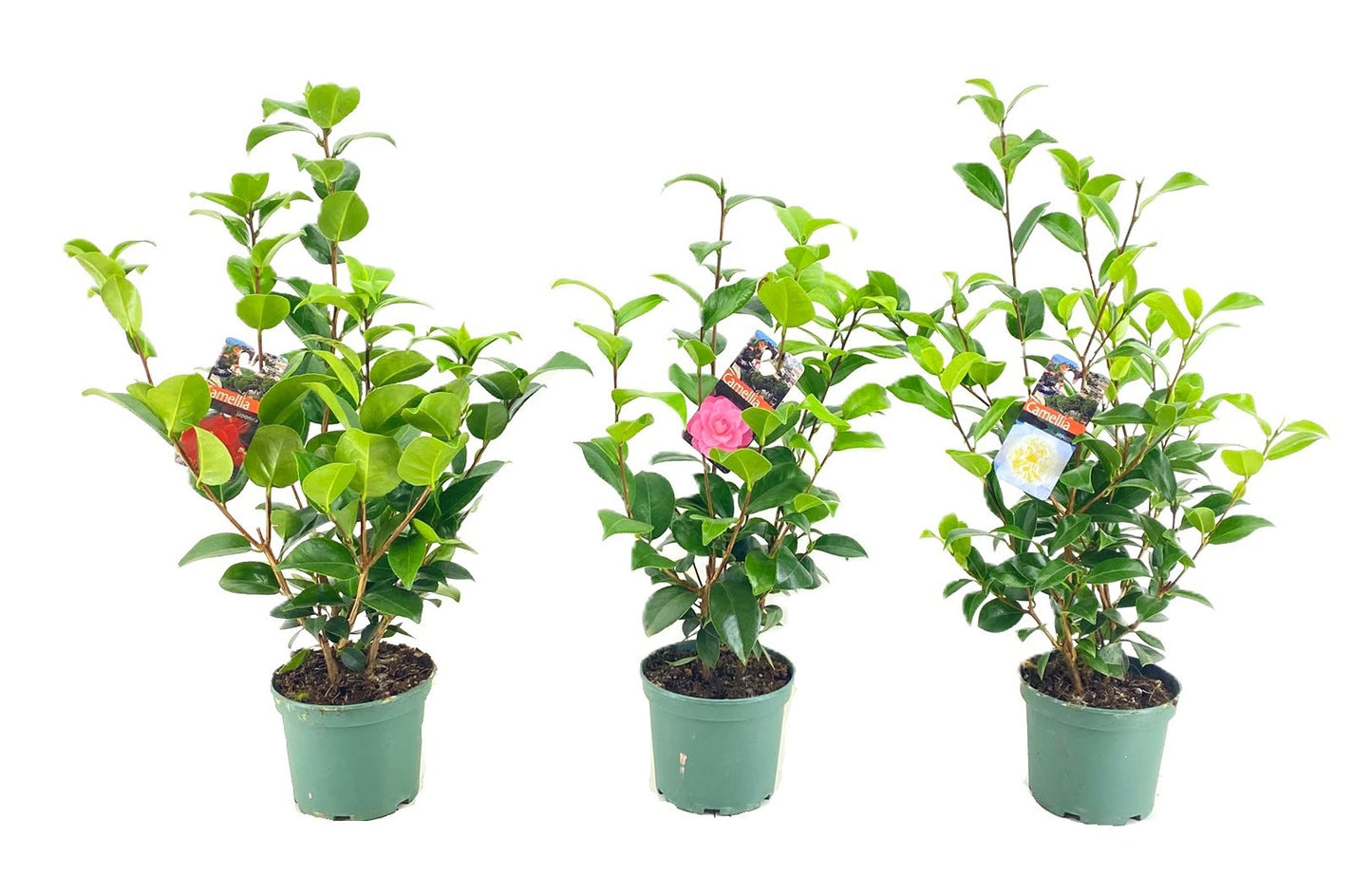 
                  
                    Camellia japonica — 50 cm, pot 15 cm — F00014755, photographie fournisseur représentative
                  
                
