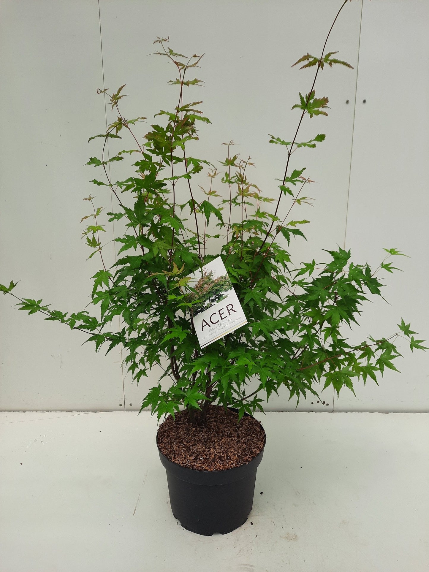 
                  
                    Acer palmatum — 90 cm, pot 29 cm — F00014761, photographie fournisseur représentative
                  
                