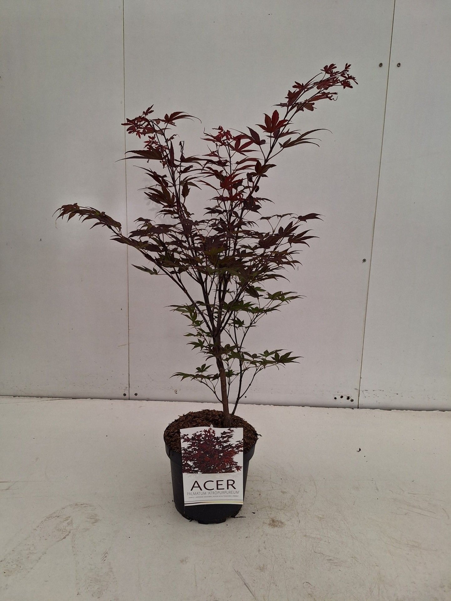 
                  
                    Acer palmatum 'Atropurpureum' — 75 cm, pot 21 cm — F00014762, photographie fournisseur représentative
                  
                