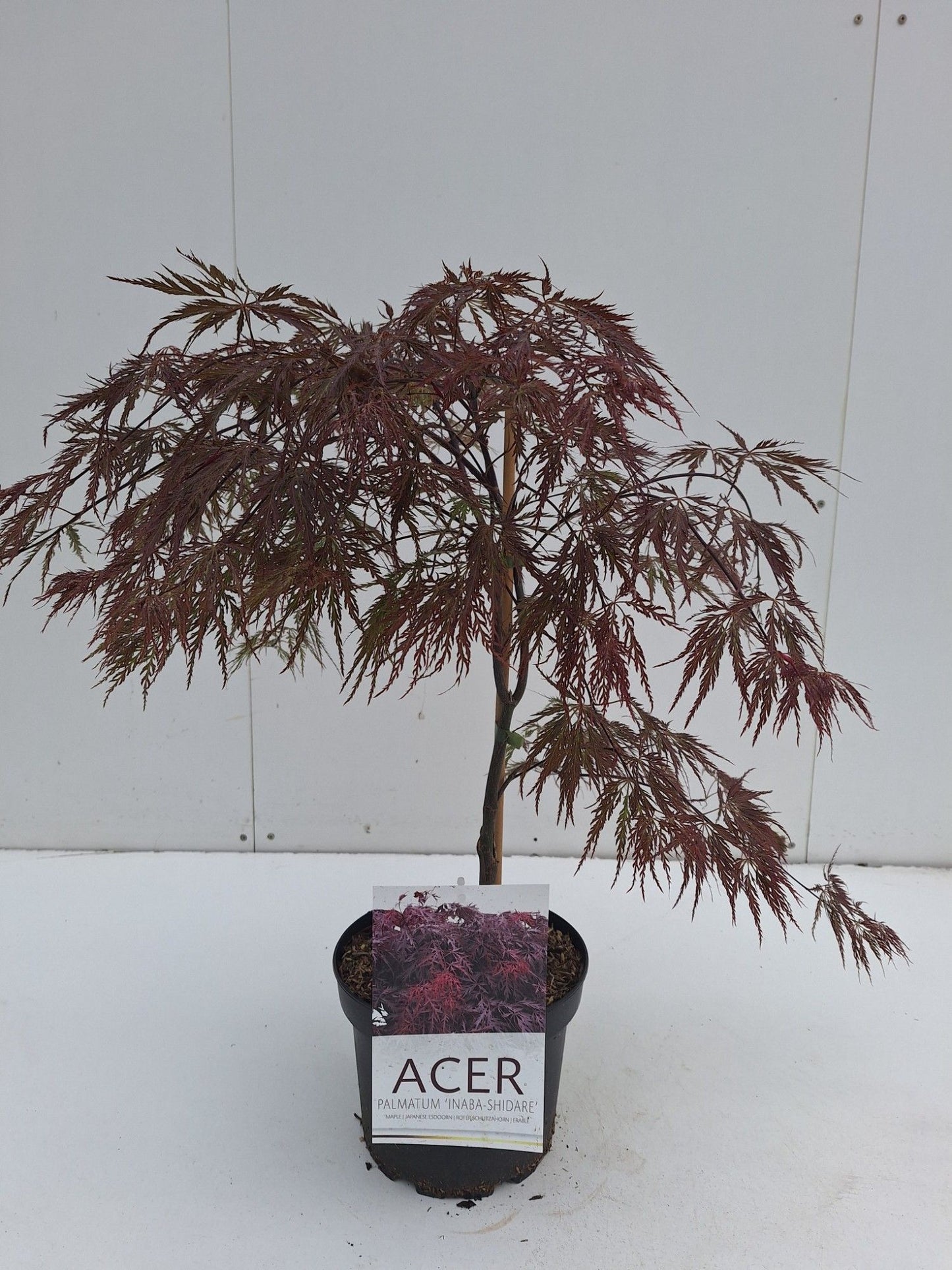 Acer palmatum 'Inaba-shidare' — 70 cm, pot 21 cm — F00014763, photographie fournisseur représentative