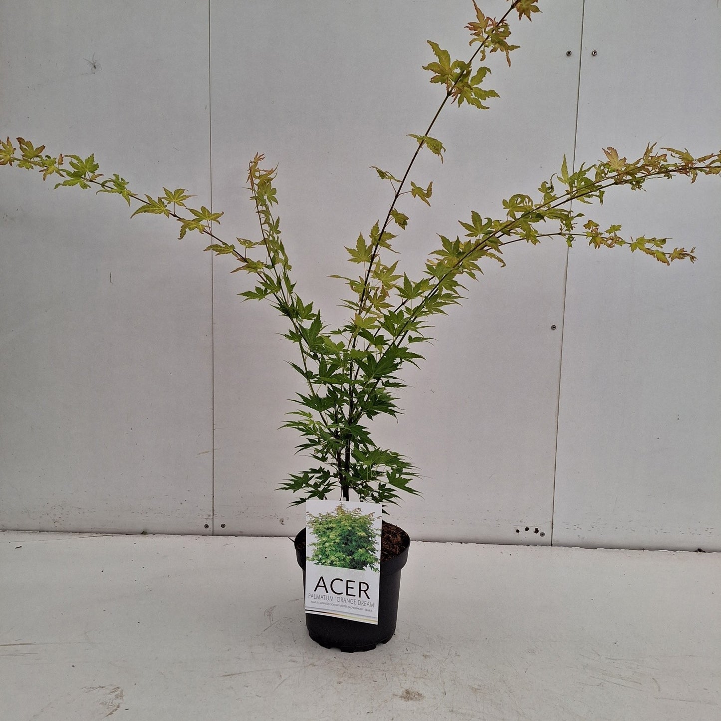 
                  
                    Acer palmatum 'Orange Dream' — 75 cm, pot 21 cm — F00014764, photographie fournisseur représentative
                  
                