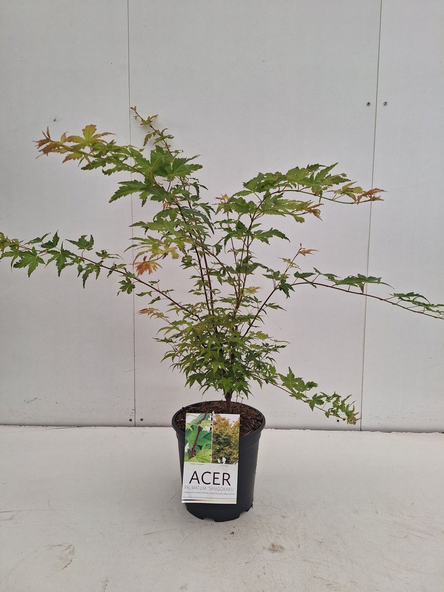 
                  
                    Acer palmatum 'Sangokaku' — 80 cm, pot 24 cm — F00014765, photographie fournisseur représentative
                  
                