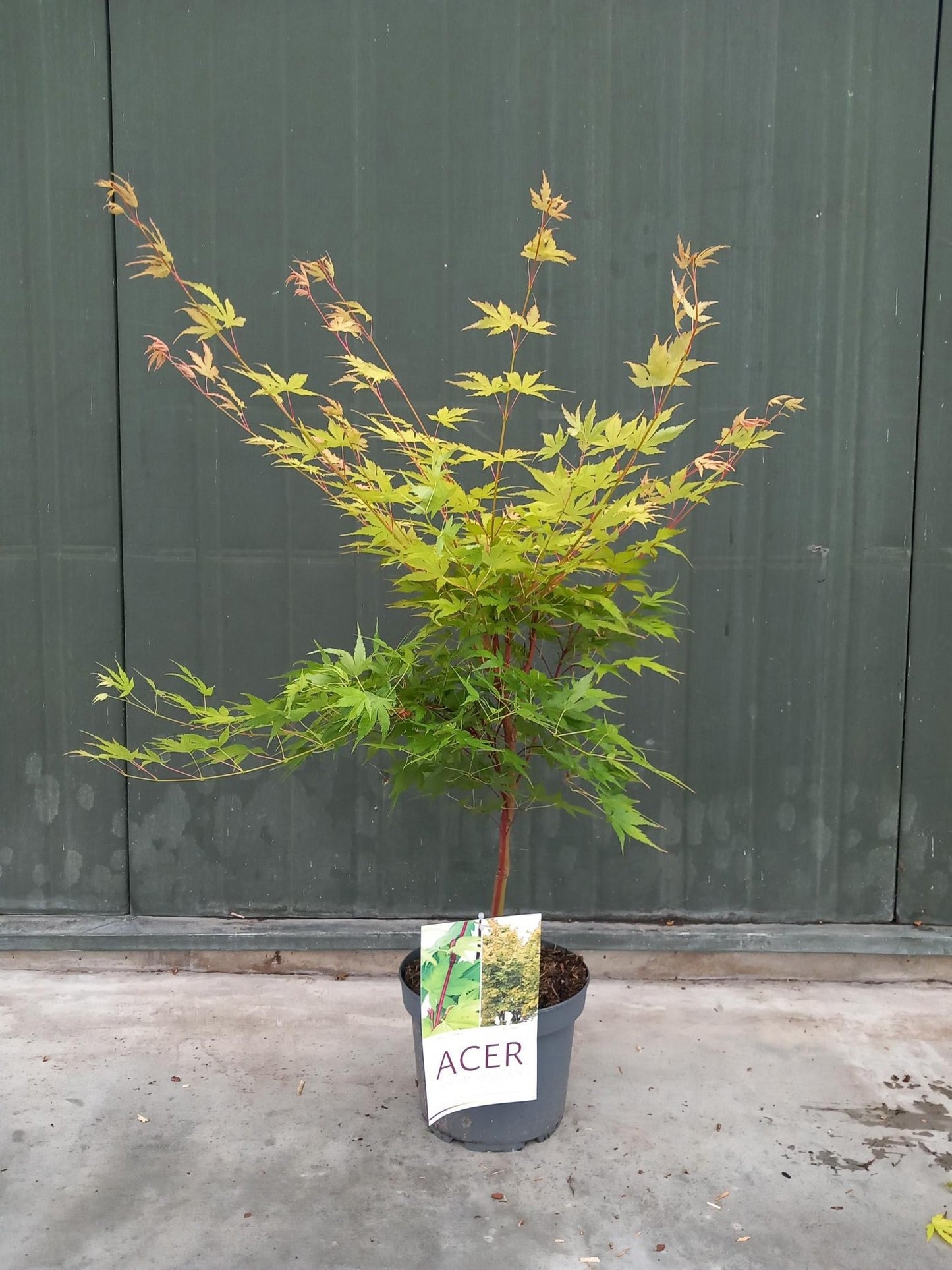 
                  
                    Acer palmatum 'Sangokaku' — 75 cm, pot 21 cm — F00014766, photographie fournisseur représentative
                  
                