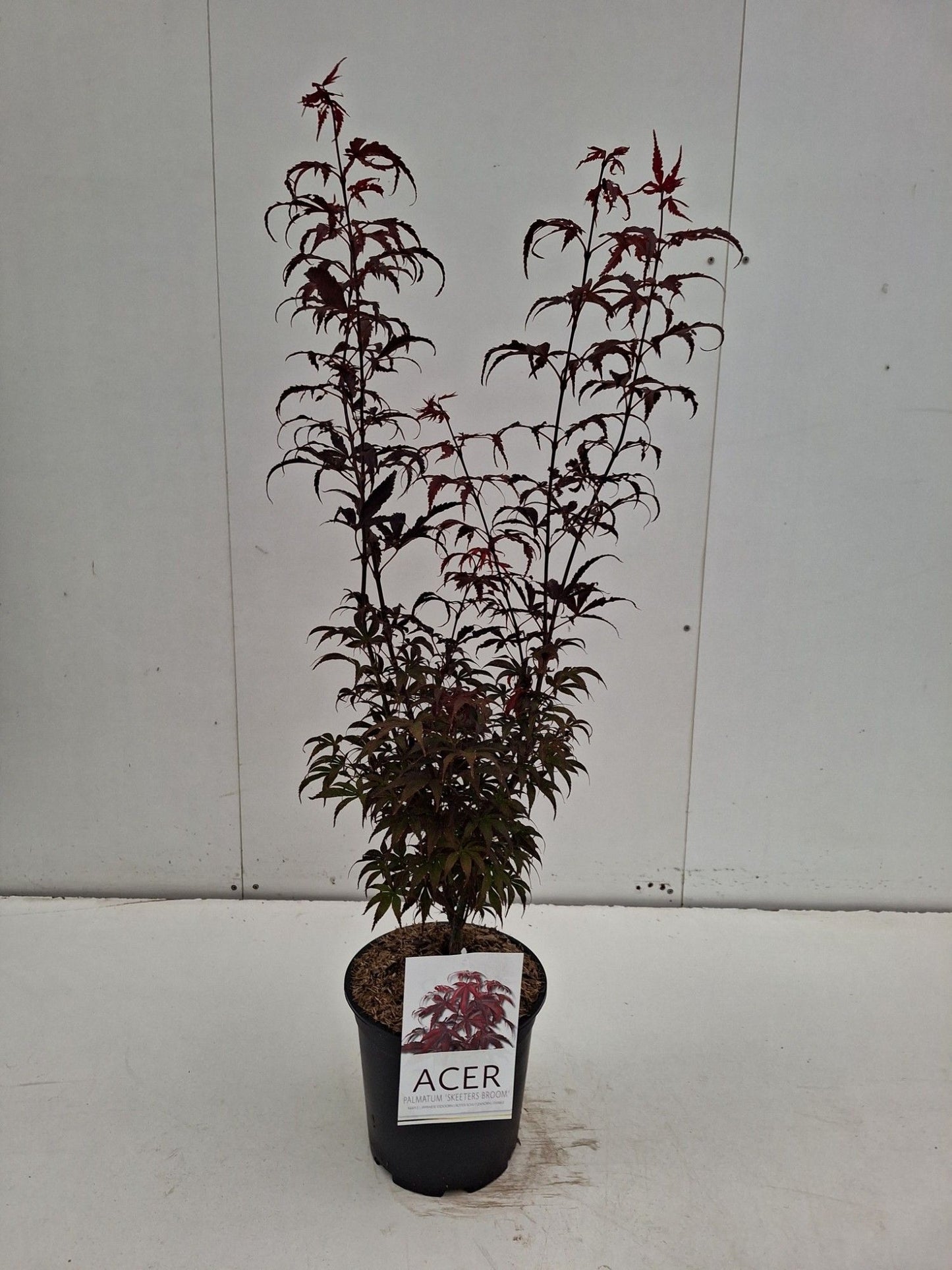 Acer palmatum 'Skeeters Broom' — 80 cm, pot 24 cm — F00014768, photographie fournisseur représentative