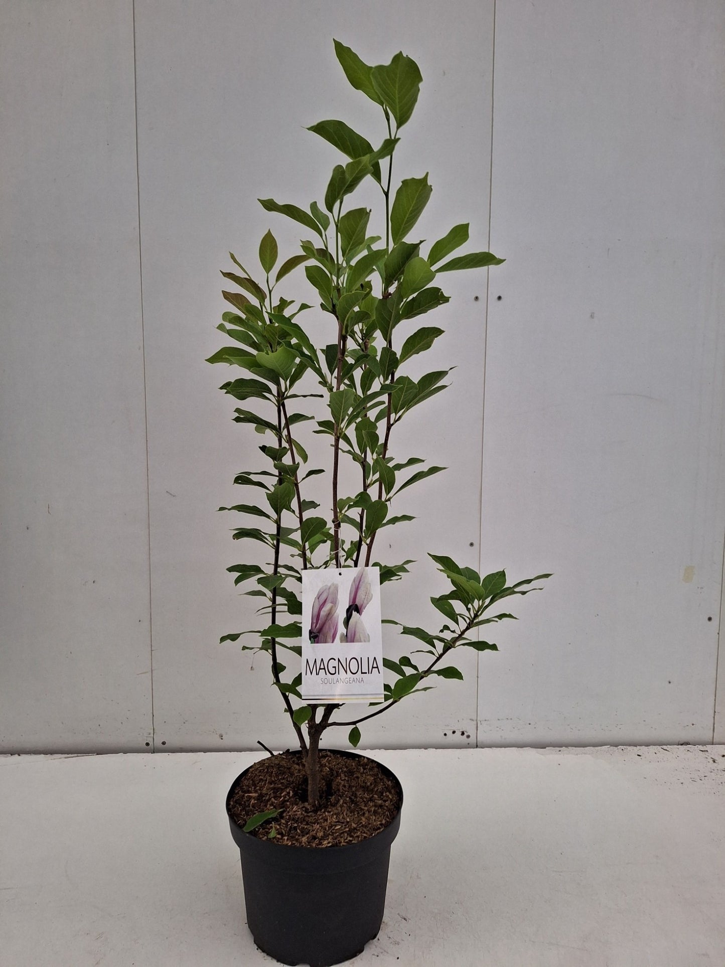 Magnolia soulangeana — 90 cm, pot 29 cm — F00014769, photographie fournisseur représentative