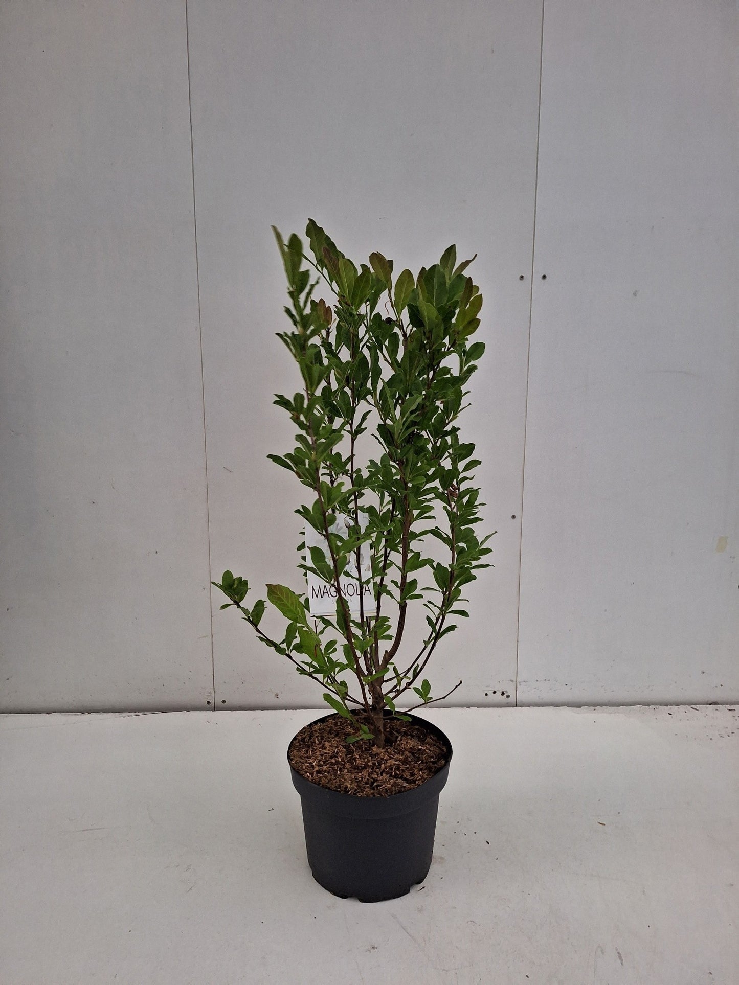 Magnolia stellata — 90 cm, pot 29 cm — F00014770, photographie fournisseur représentative